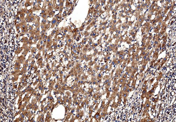 Anti-G3BP/G3BP1 Antibody