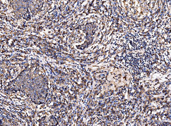 Anti-G3BP/G3BP1 Antibody