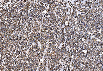 Anti-G3BP/G3BP1 Antibody