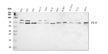 Anti-TLS/FUS Antibody