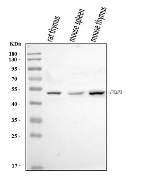 Foxp3 Antibody