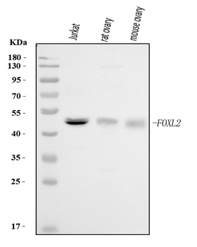 FOXL2 Antibody