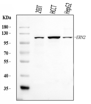 Anti-ERN2 Antibody