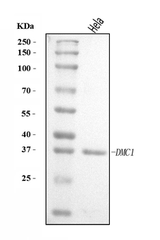 Anti-DMC1 Antibody