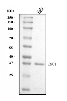 DMC1 Antibody