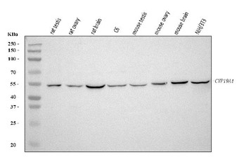 Anti-Aromatase/Cyp19a1 Antibody