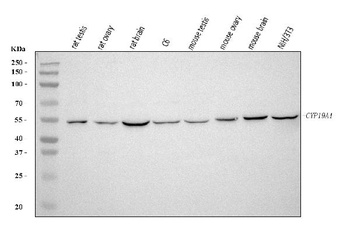 Aromatase/Cyp19a1 Antibody
