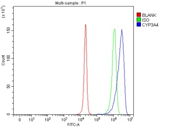 Cytochrome P450 3A4/CYP3A4 Antibody