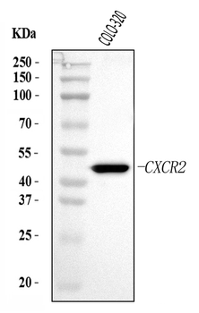 Anti-CXCR2 Antibody