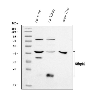 Anti-Cathepsin L/MEP/Ctsl Antibody