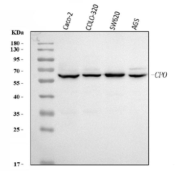 CPO Rabbit Polyclonal Antibody