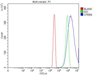 Anti-CPEB4 Antibody