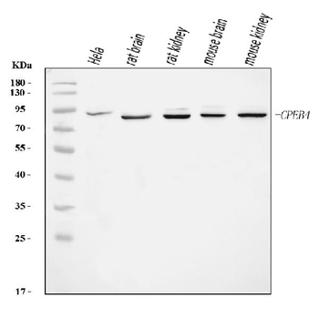 Anti-CPEB4 Antibody