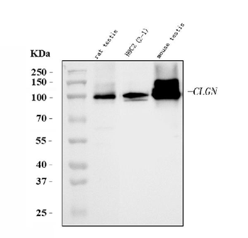 Calmegin/Clgn Antibody
