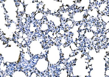Anti-Dectin-1/Clec7a Antibody