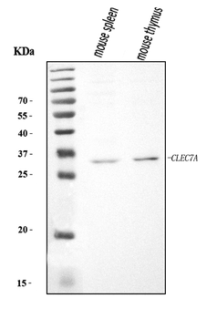 Anti-Dectin-1/Clec7a Antibody