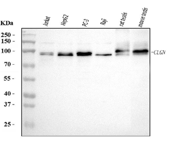 Anti-Calmegin/CLGN Antibody