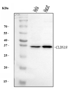 Anti-Claudin18/CLDN18 Antibody