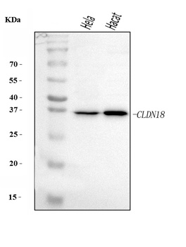 Claudin18/CLDN18 Antibody