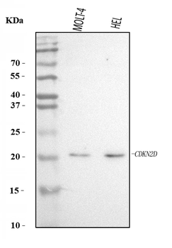 Anti-p19 INK4d/CDKN2D Antibody