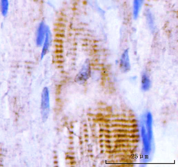 Anti-M Cadherin/CDH15 Antibody