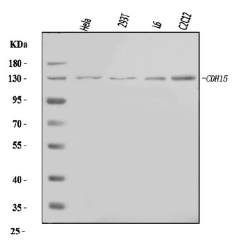 Anti-M Cadherin/CDH15 Antibody