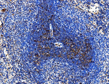 Anti-Cd86 Antibody