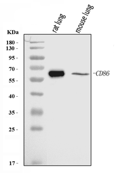 Anti-Cd86 Antibody