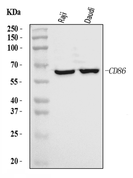Anti-CD86 Antibody