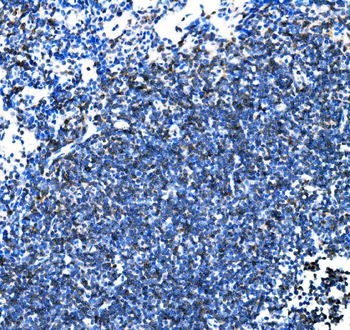Anti-Cd27 Antibody