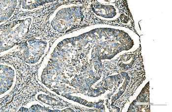 Anti-CD9 Antibody