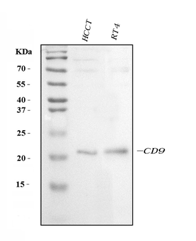 Anti-CD9 Antibody