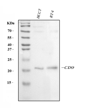 CD9 Antibody