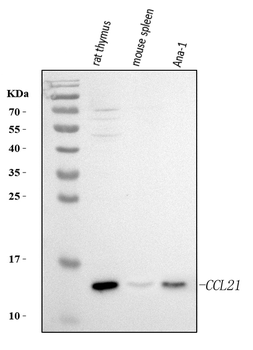 Anti-Ccl21 Antibody