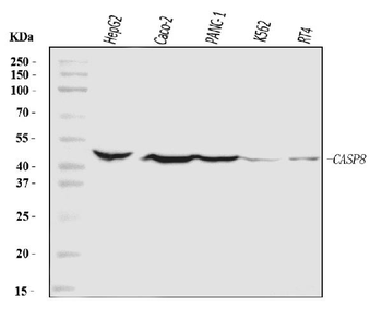 Anti-Caspase-8/CASP8 Antibody
