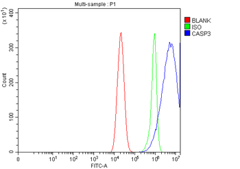 Caspase-3/CASP3 Rabbit Polyclonal Antibody