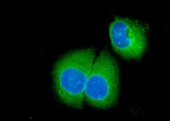Anti-Caspase-3(p17)/CASP3 Antibody