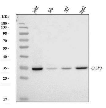 Anti-Caspase-3(p17)/CASP3 Antibody