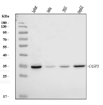 Caspase-3(p17)/CASP3 Antibody