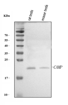 Camp Rabbit Polyclonal Antibody