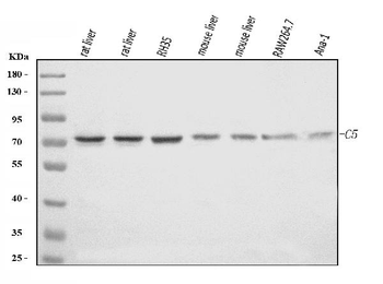 Anti-C5 Antibody