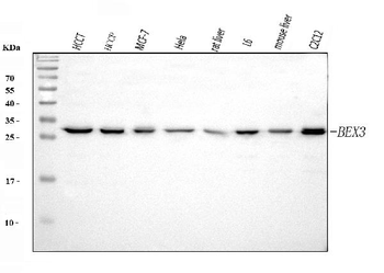 Anti-BEX3 Antibody