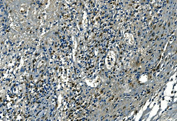 Anti-Azurocidin/AZU1 Antibody