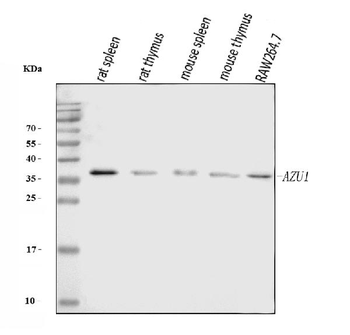 Anti-Azurocidin/AZU1 Antibody