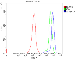 Anti-ATP6V1A Antibody