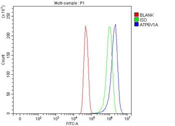 Anti-ATP6V1A Antibody