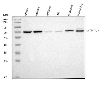 ATP6V1A Antibody