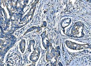 Anti-SPG3A/ATL1 Antibody