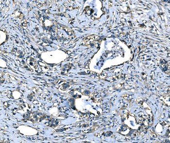 Anti-SPG3A/ATL1 Antibody