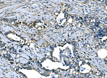 Anti-SPG3A/ATL1 Antibody